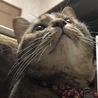 下からこつぶ