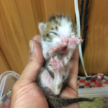 保護した初日はこんな感じでしたー