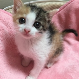里親決定☆三毛猫もみじちゃん1ヶ月