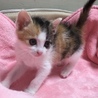 里親決定☆三毛猫もみじちゃん1ヶ月 サムネイル3