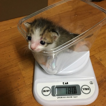 ドキドキの体重測定