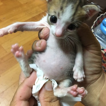 ウンチが出ないニャ