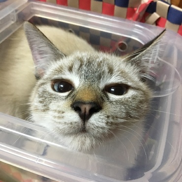 せ•••狭いニャ