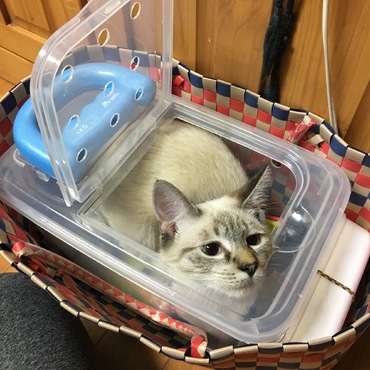 狭いけど落ち着くニャ