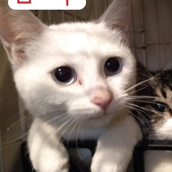 ねこねこねこ里親会 in つくば