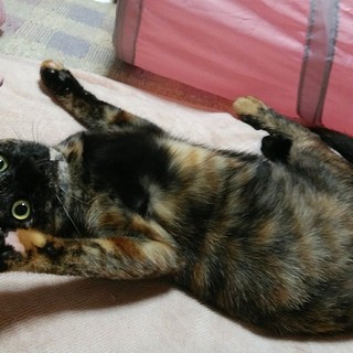 元気で甘えん坊、おもちゃで遊ぶのが大好きな女の子