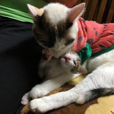 メイたん、大好きにゃ