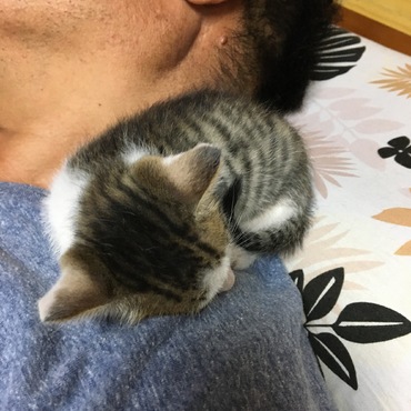 とーちゃんも大好きにゃ
