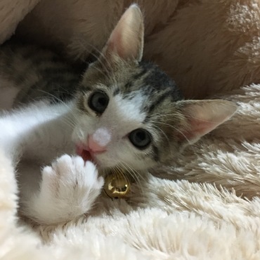美人にゃ^_^