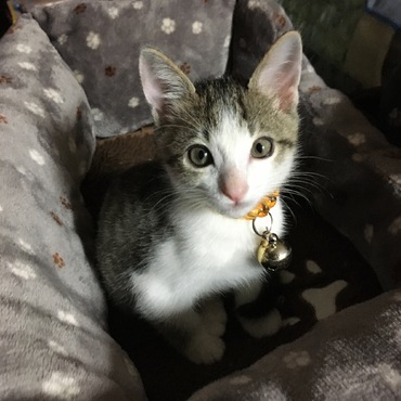 おニューのベッドにゃ