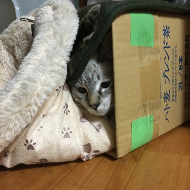 隠れんぼニャ