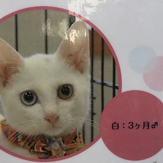 トライアル中　オッドアイ　白猫　雄