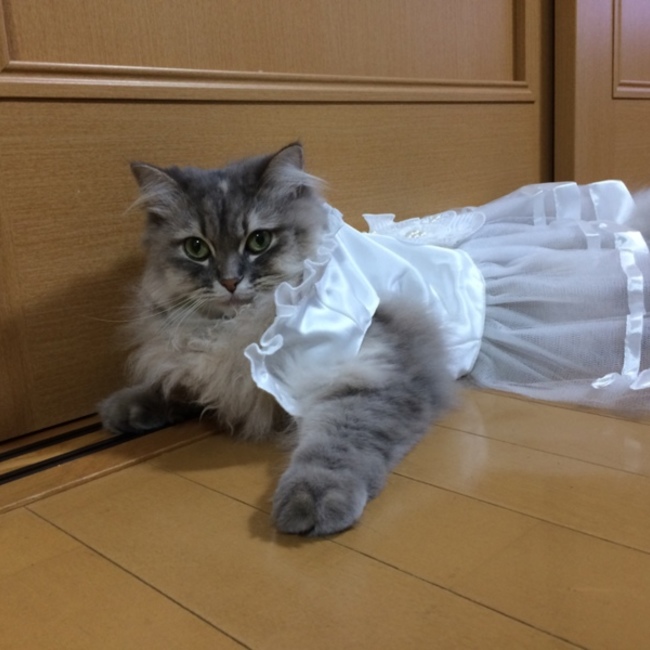 まゆみん1107のカバー写真