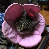 テンちゃん