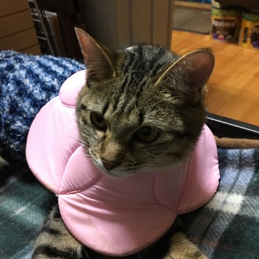 テンちゃんの写真
