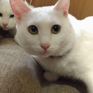 多頭飼育の白猫 部長くん 長崎県 猫の里親募集 2546 ペットのおうち 月間利用者150万人 多頭飼育の白猫 部長くん 長崎県 猫の里親募集 2546 ペットのおうち 月間利用者150万人