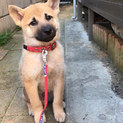 中型雑種の子犬★赤くん★１１月１７日譲渡会参加