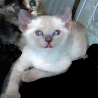 保健所レスキューシャム風"ジャワ君"