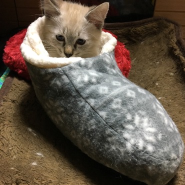 の写真