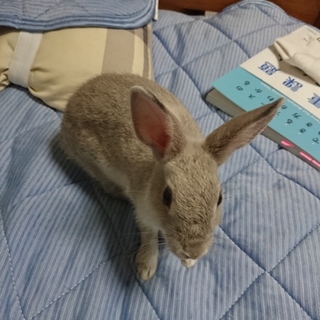 ミニウサギ里親募集中です