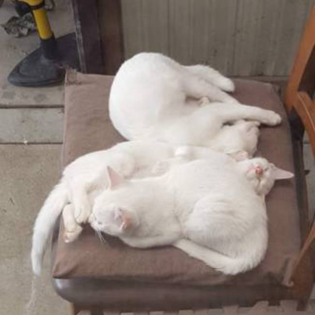 しろちゃん'S のカバー写真