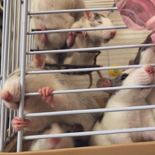 9月生まれのファンシーラット♂♀