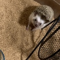 ハリネズミ ちゃんの里親募集