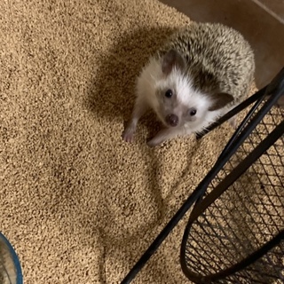 ハリネズミ ちゃんの里親募集