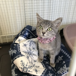 目がくりくりのみぃちゃん2ヶ月半