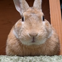 ウーサン・トロン
