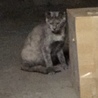猫田さん さん