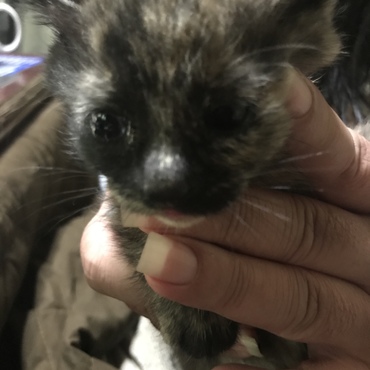 サビ猫の藤です。拾いたてほやほやの頃の写真です。