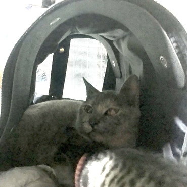 ユーザーアイコンにしている母親猫の主水（主水）です。三匹の母親をしており、警戒心が強い頃の写真です。