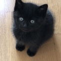 迷い込んだ黒い子猫