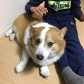 オスのコーギー（7歳）