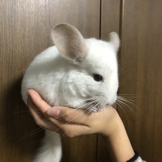 チンチラ　幼少期　ホワイト