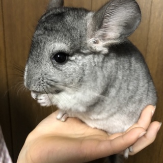 チンチラ幼少期　　スタンダードグレー