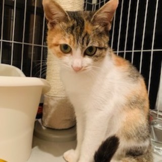 福岡市早良区より縞三毛の元気な女の子