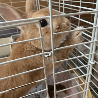 うさぎさんの里親募集