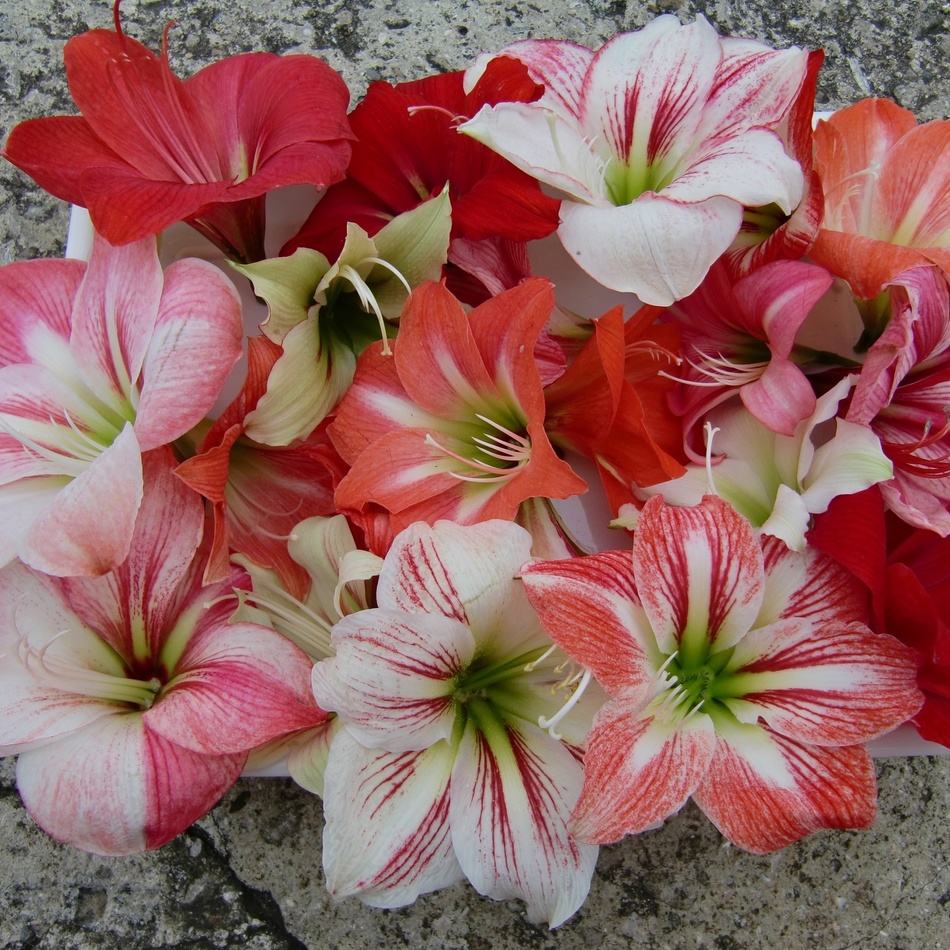 華ちゃんのカバー写真