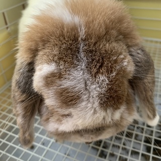 ホーランドロップのうさぎさんの里親募集です