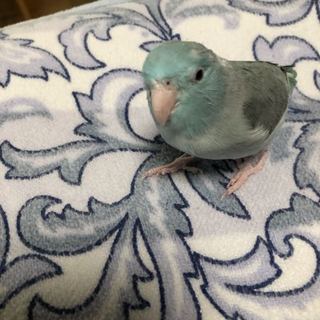 マメルリハの里親募集しております