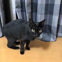 ジジ