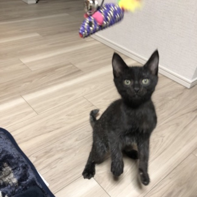 Goudonoのカバー写真