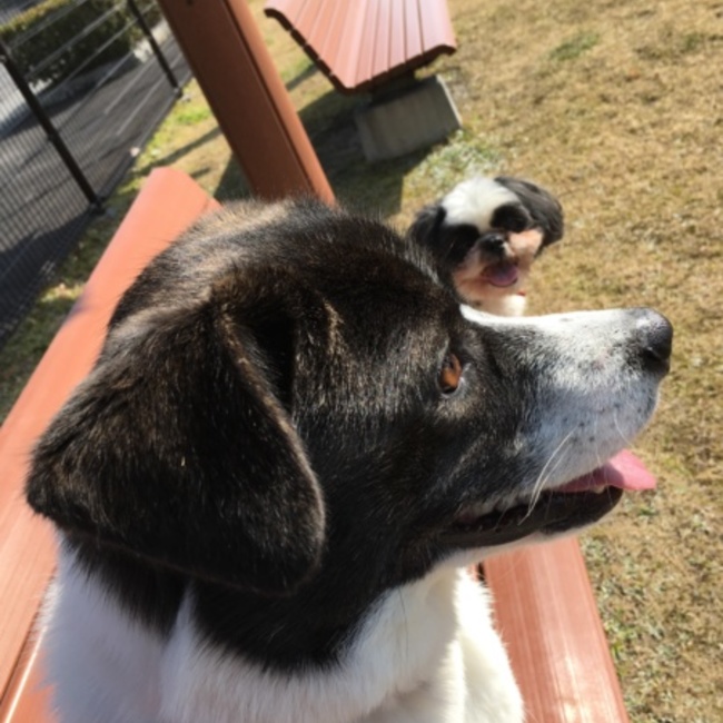 orikameのカバー写真