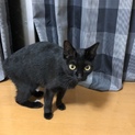 里親募集です！！黒猫ちゃんもらってくれる方