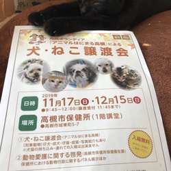 アニマルはにまる高槻による犬・猫譲渡会