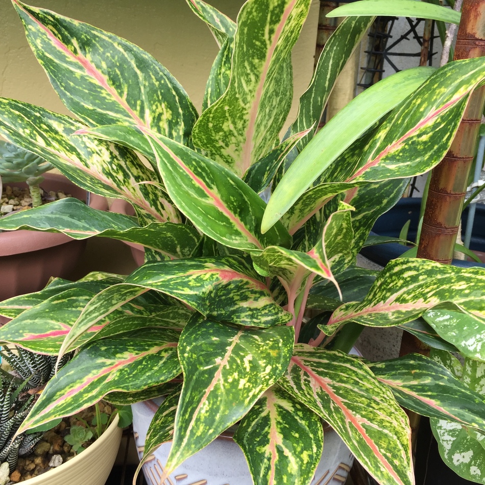 イシちゃんのカバー写真