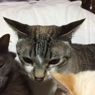 体格は大関クラスなのに、ビビリなんだよなぁ・・・