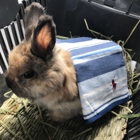 ぴあ